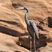 Humblot's Heron